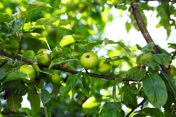 Nahaufnahme Von Grünen Äpfeln Baum Sommer — Stockfoto