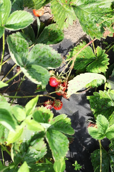 Strauch Mit Reifen Erdbeeren Auf Grünen Blättern — Stockfoto