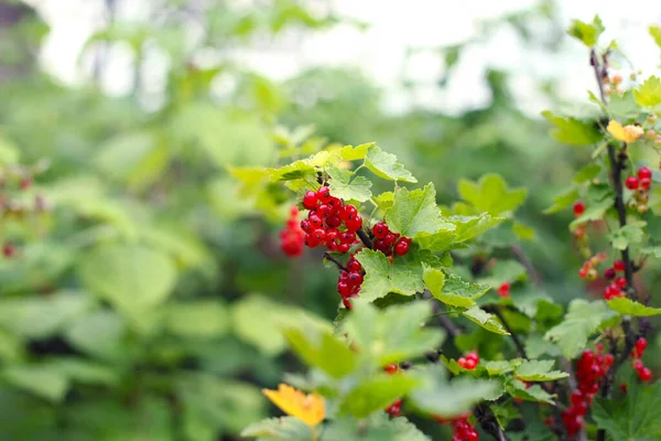 Nahaufnahme Von Reifen Roten Johannisbeeren Strauch — Stockfoto