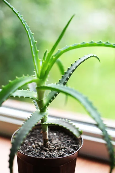 ポット内の緑のアロエベラ植物のクローズアップビュー — ストック写真