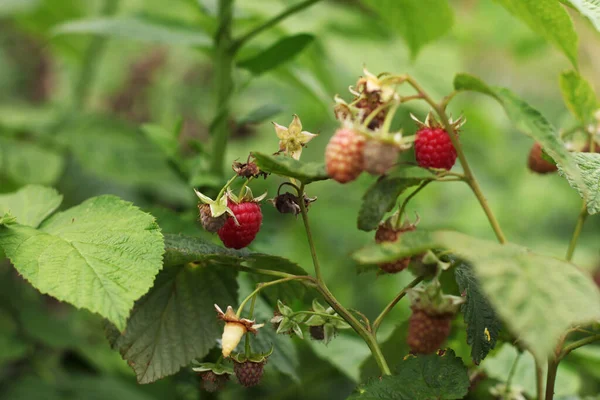 Reife Rote Himbeeren Strauch Nahaufnahme — Stockfoto