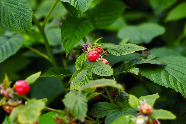 Reife Rote Himbeeren Strauch Nahaufnahme — Stockfoto