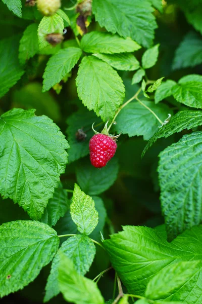 Framboises Rouges Mûres Sur Buisson Vue Rapprochée — Photo