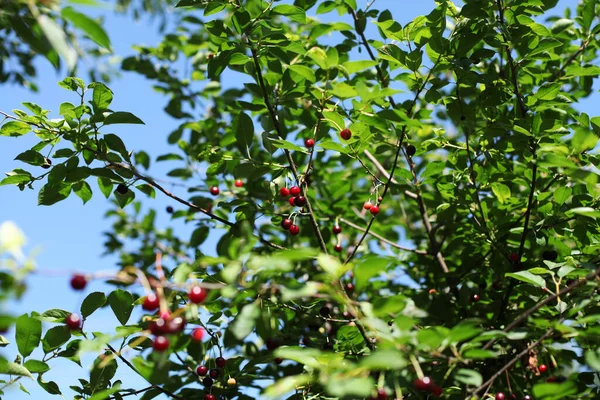 Ağaçta Yeşil Yapraklı Kırmızı Kirazlar — Stok fotoğraf