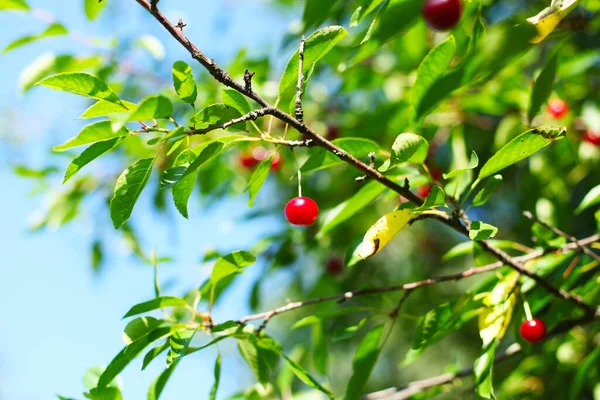 Rote Reife Kirschen Baum Mit Grünen Blättern — Stockfoto