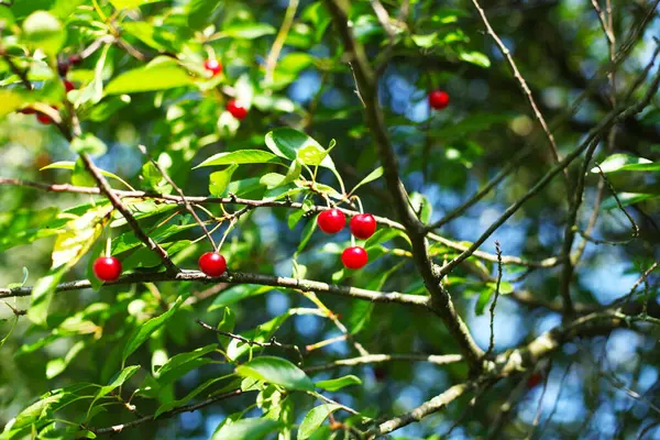 Rote Reife Kirschen Baum Mit Grünen Blättern — Stockfoto