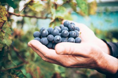 Üzüm bağında olgun üzüm toplayan bir adam.