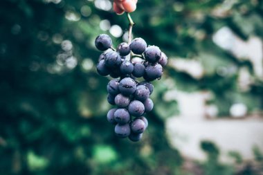 Kızın elinde bir demet üzüm.