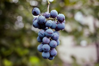 Üzüm bağında olgunlaşmış üzümler