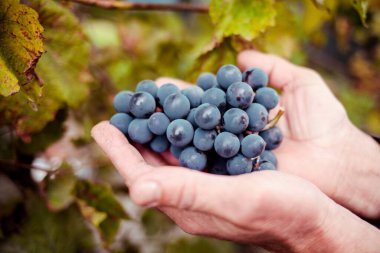 Üzüm bağında olgun üzüm toplayan bir adam.