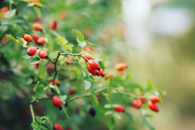 Ağacın üzerinde kırmızı dikenli meyveler