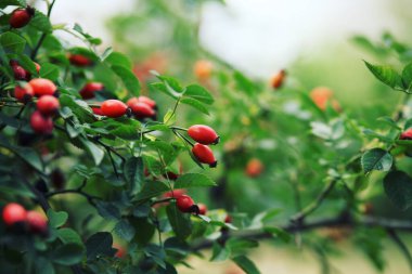 Ağacın üzerinde olgun kırmızı dikenli meyveler