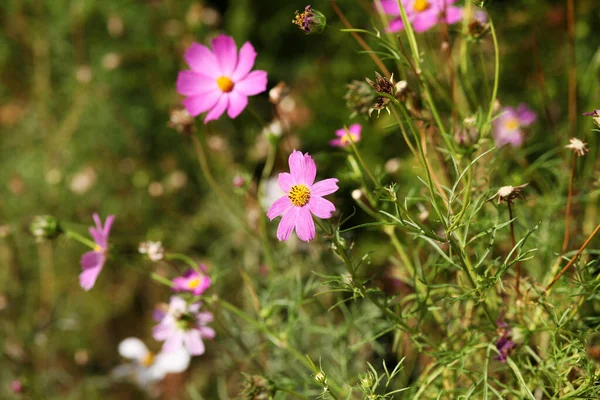 Pink Cosmos Flowers Garden — Stock Photo, Image