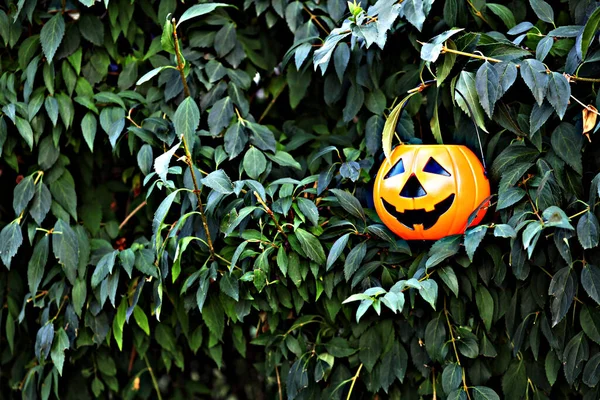 Citrouille Halloween Sur Arbre Entre Les Feuilles — Photo