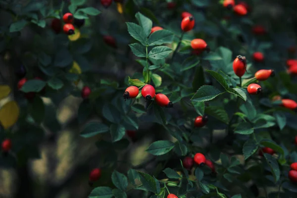 Rote Beeren Von Weißdorn Auf Dem Baum — Stockfoto