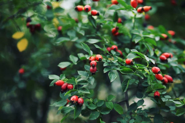 Rote Beeren Von Weißdorn Auf Dem Baum — Stockfoto