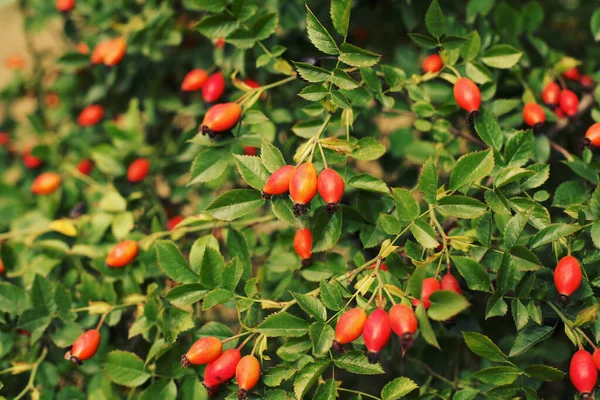 Reife Rote Beeren Des Weißdorns Auf Dem Baum — Stockfoto