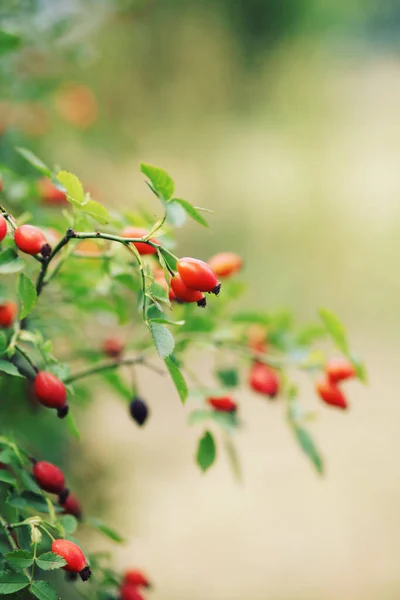 Rote Beeren Von Weißdorn Auf Dem Strauch — Stockfoto