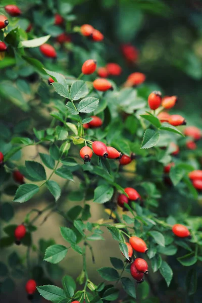 Reife Rote Beeren Des Weißdorns Strauch — Stockfoto
