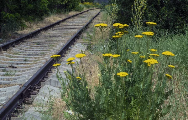 Yellow Flowers Side Railway Track — Stock Photo, Image