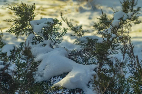 Paisagem Inverno Árvores Sob Neve Geada — Fotografia de Stock