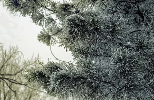 Paisaje Invernal Árboles Bajo Nieve Heladas — Foto de Stock