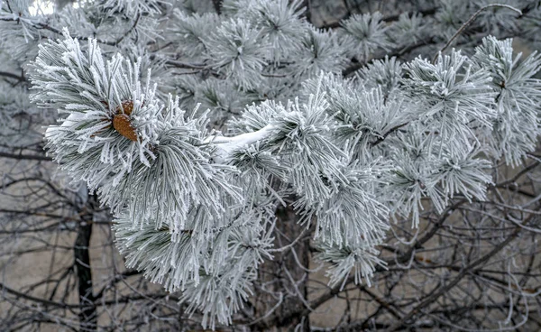 Paisagem Inverno Árvores Sob Neve Geada — Fotografia de Stock