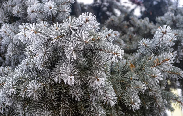 Vinterlandskap Och Träd Snö Och Frost — Stockfoto