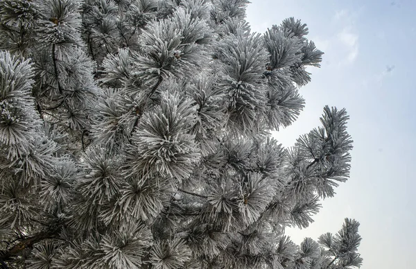 Зимовий Пейзаж Дерева Під Снігом Морозом — стокове фото