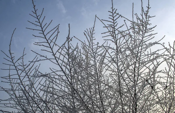 Paisagem Inverno Árvores Sob Neve Geada — Fotografia de Stock