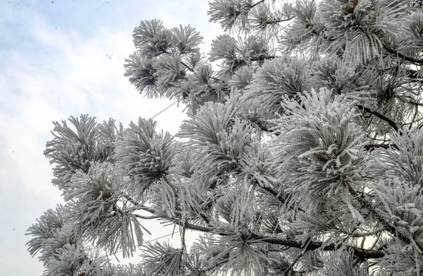 Zimní Krajina Stromy Pod Sněhem Mrazem — Stock fotografie