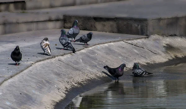 Een Kudde Duiven Bij Een Drinkplaats Het Park — Stockfoto