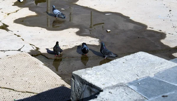 Flock Pigeons Watering Hole Park — Stock Photo, Image