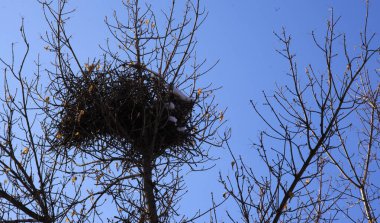 Doğadaki ağaçlarda bir kuş yuvası.