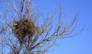 Doğadaki ağaçlarda bir kuş yuvası.