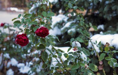 Sonbaharda erken kar. Karların altındaki güller.