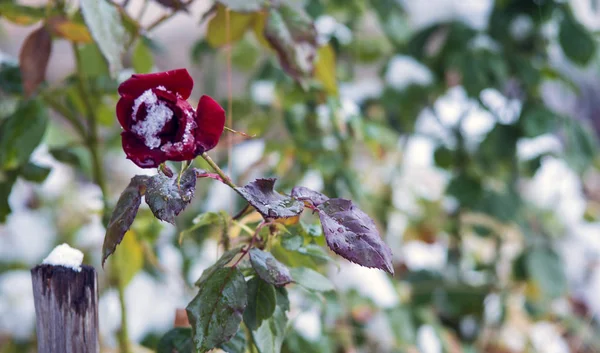 Início Neve Outono Rosas Sob Neve — Fotografia de Stock