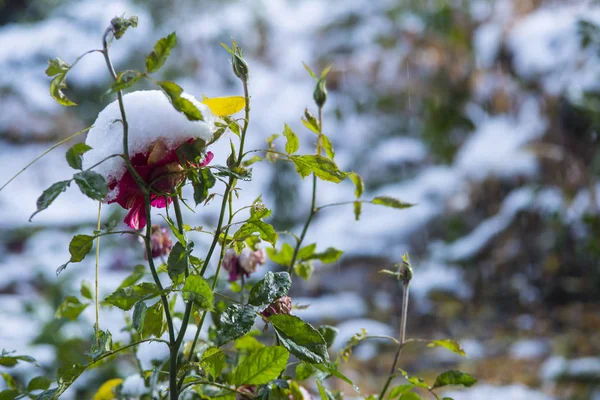 Nieve Temprana Otoño Rosas Bajo Nieve — Foto de Stock