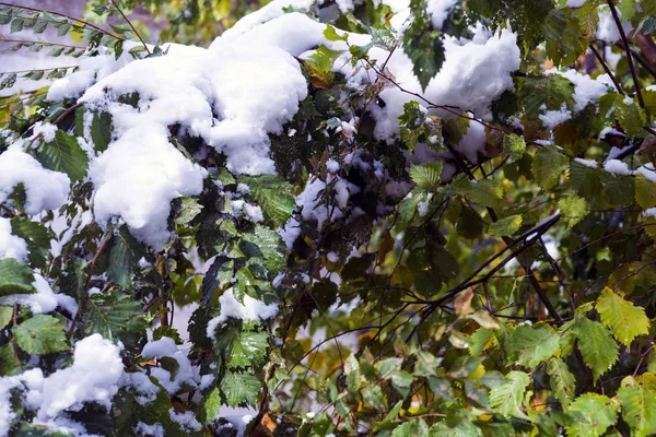 Nieve Temprana Otoño Rosas Bajo Nieve — Foto de Stock