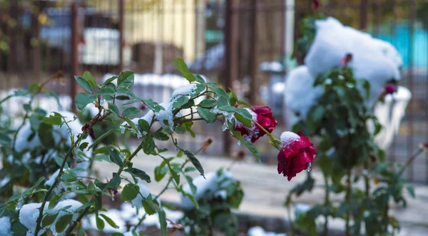 Ранній Сніг Восени Троянди Під Снігом — стокове фото