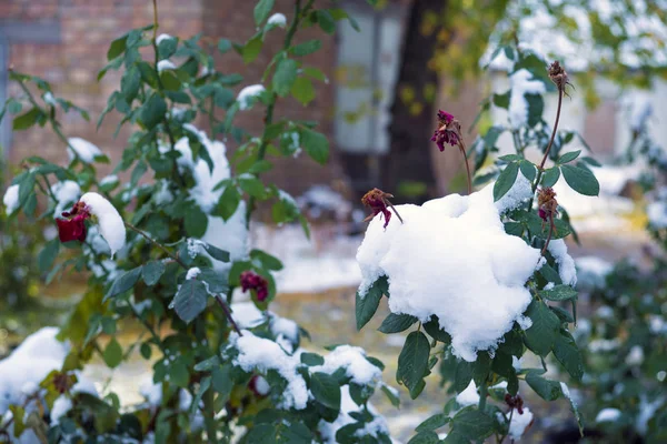 Nieve Temprana Otoño Rosas Bajo Nieve — Foto de Stock