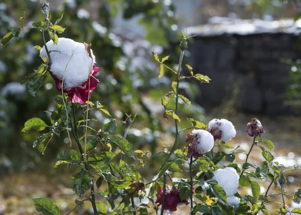 Early Snow Autumn Roses Snow — Stock Photo, Image