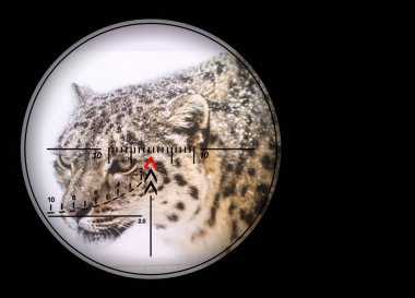Kırmızı kitapta keskin nişancı tüfeği kar leoparı görünüyor..