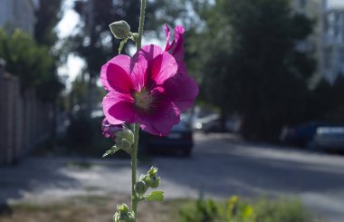      .Bulanık arkaplanda tek çiçekli yakın plan.