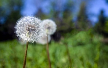 Eşeğe binen çocuk, beyaz arka planda..