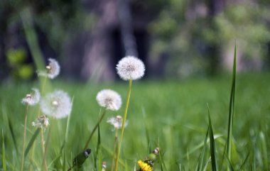 Eşeğe binen çocuk, beyaz arka planda..