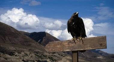 Gökyüzü, kartal, avcılar, mavi, bulutlar, işaretçi, av mevsimi