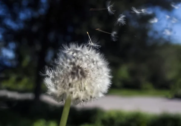 Chlapec Oslu Bílém Pozadí — Stock fotografie