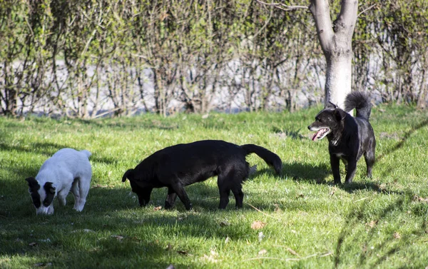 Hundar Utan Ägare Gatan — Stockfoto