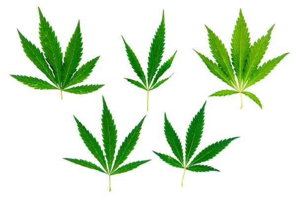 Hemp Leaves Transparent Background — Stock Photo, Image